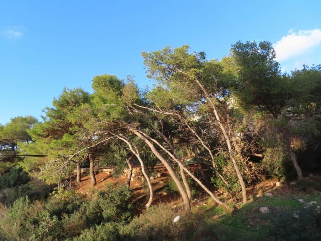 A picture of trees outside of my window in the morning